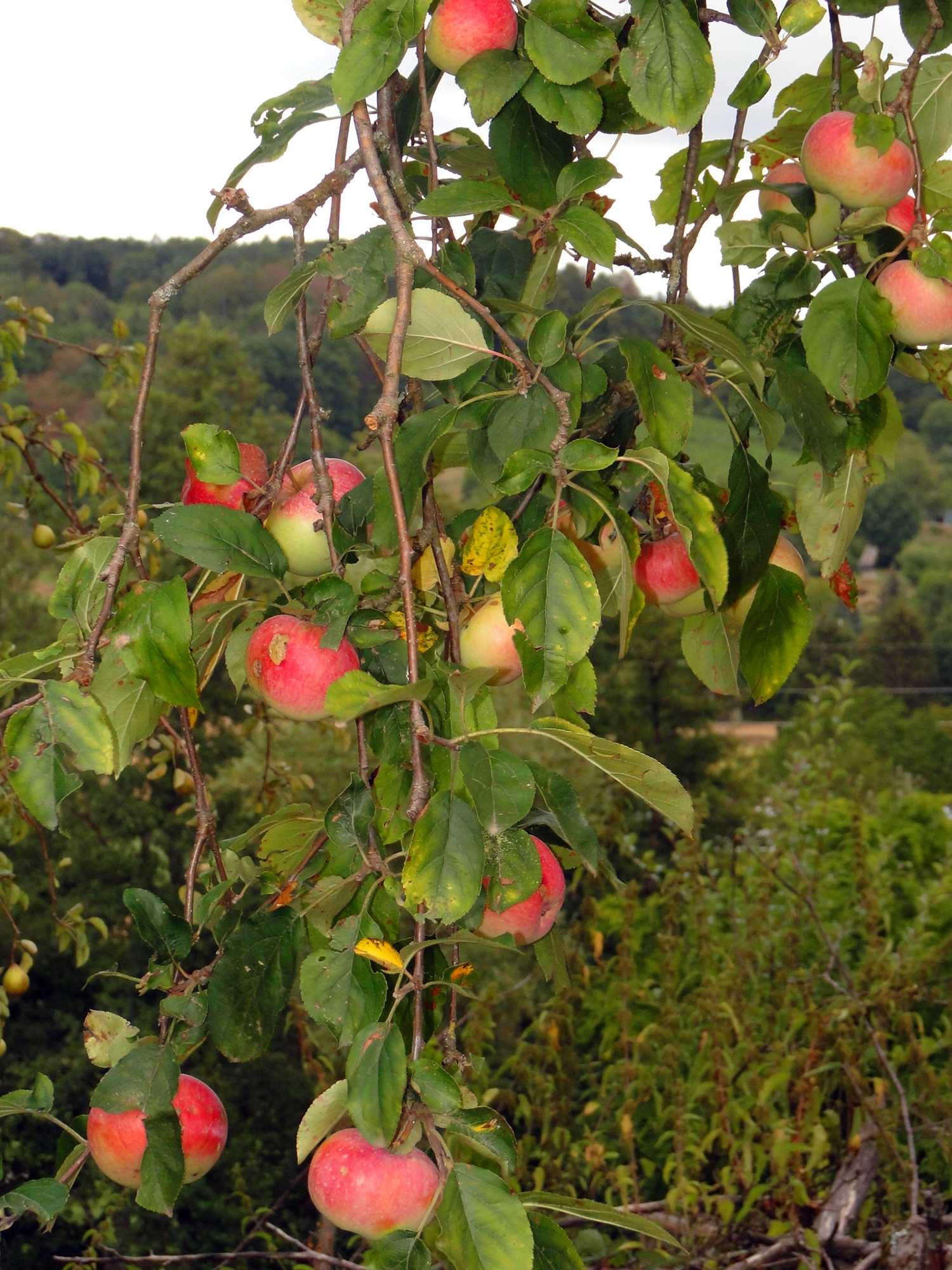 Äpfelbaumzweig mit Äpfeln